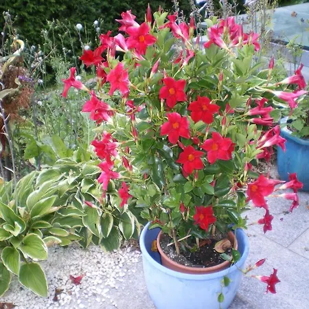 Dahoam * Forstau (Salzburg)