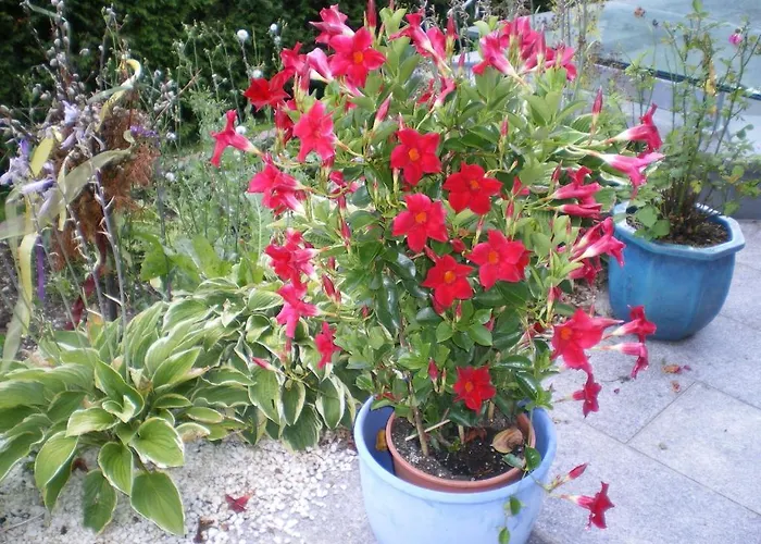 Dahoam * Forstau (Salzburg)